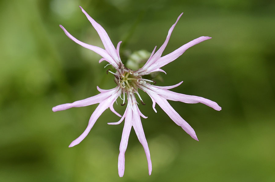 Lychnis flos-cuculi / Crotonella Fior di cuculo